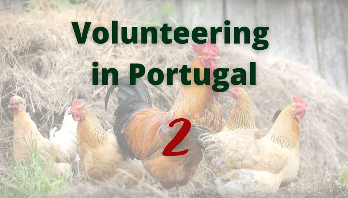 The volunteering in Portugal - part 2 (animals)