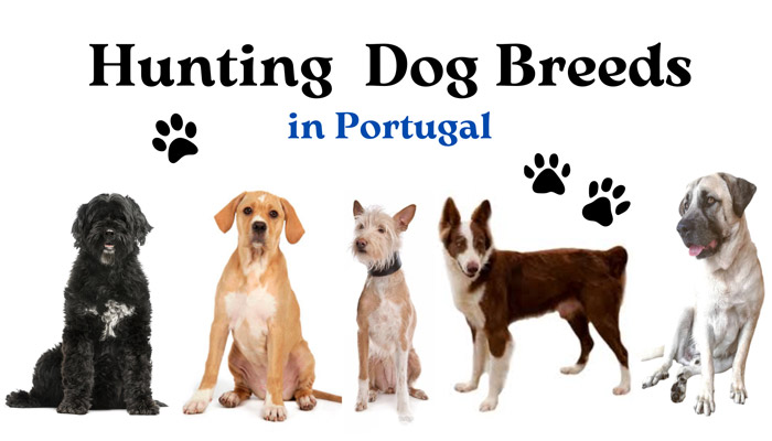 Hunting Dog Breeds in Portugal